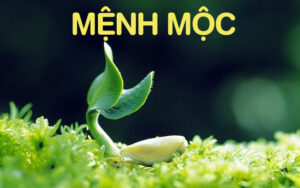 Mệnh mộc